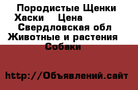 Породистые Щенки Хаски  › Цена ­ 8 000 - Свердловская обл. Животные и растения » Собаки   